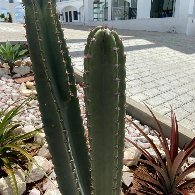 Flor De Mandacaru Pousada Boqueirao  Exteriör bild
